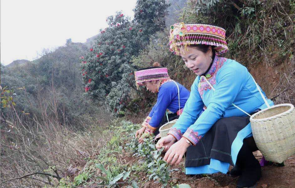 首批“白叶一号”扶贫茶在贵州普安开采加工